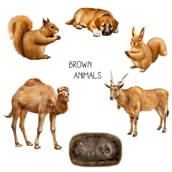 Ilustração de animais marrons — Fotografia de Stock