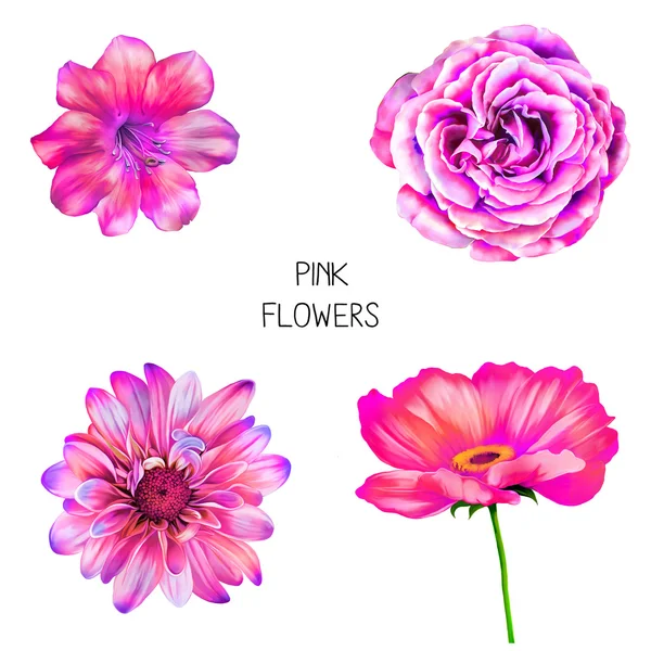 Φωτεινά ροζ λουλούδια — Φωτογραφία Αρχείου