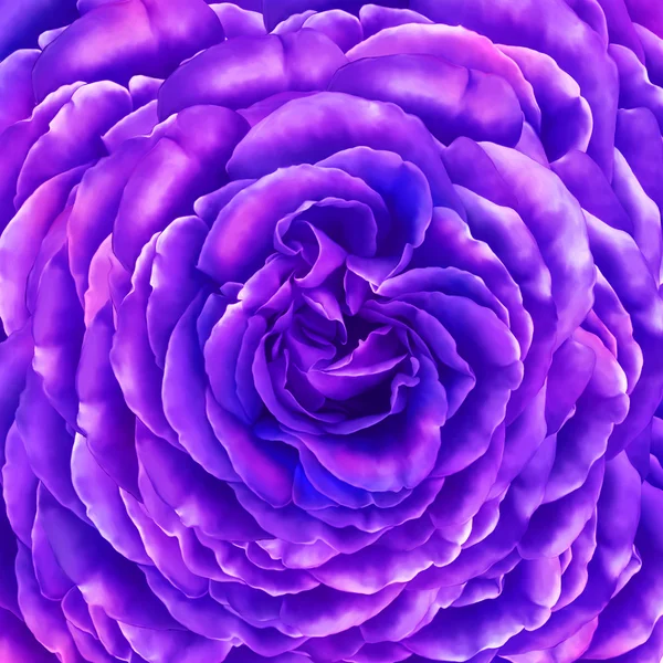 Flor de rosa camélia — Fotografia de Stock