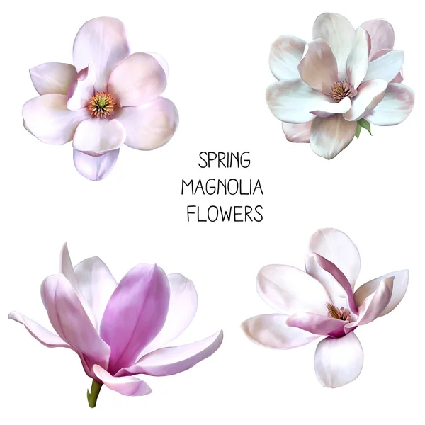 Piękne wiosenne kwiaty magnolii — Zdjęcie stockowe