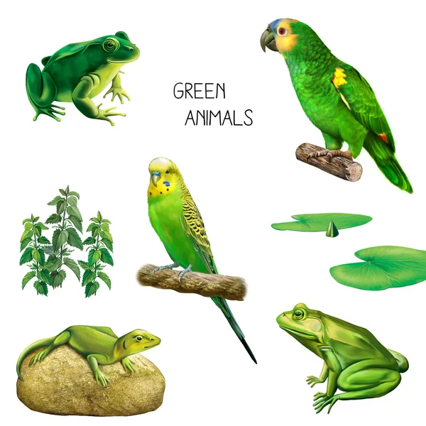 Yeşil tropikal hayvanlar ve bitkiler — Stok fotoğraf