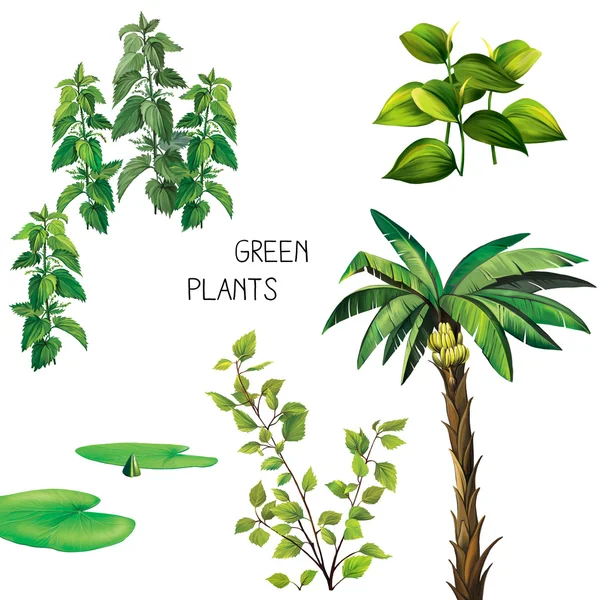 Green plants  on white background — Stock Photo, Image