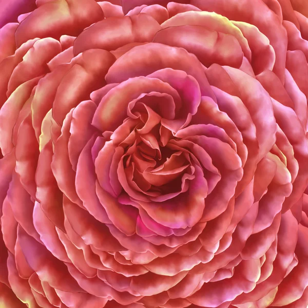 Rose Camellia Flower — Stock Photo, Image