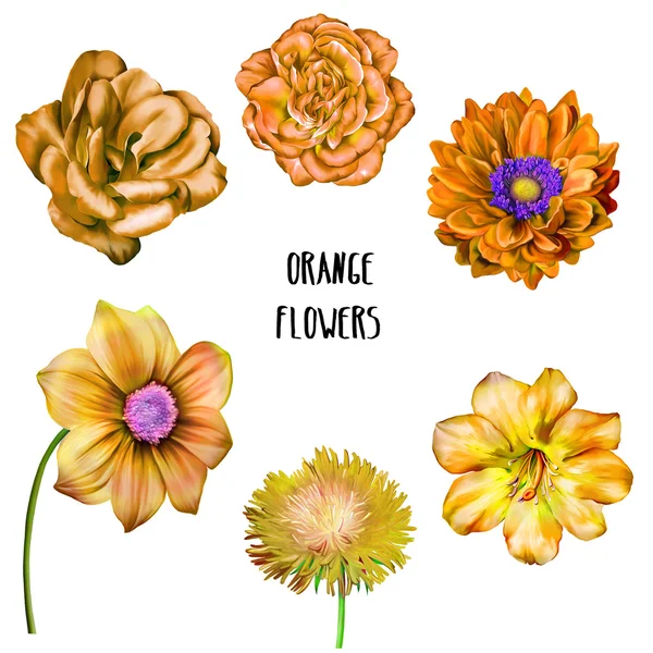Ilustração de flores de laranja — Fotografia de Stock