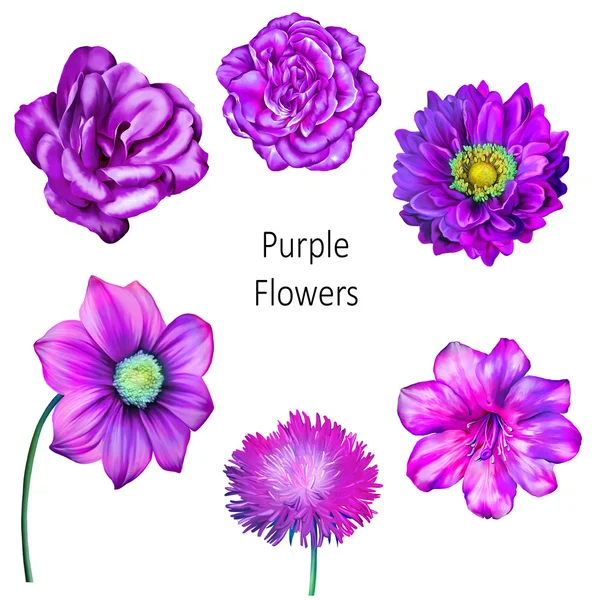 Набор фиолетовых цветов — стоковое фото