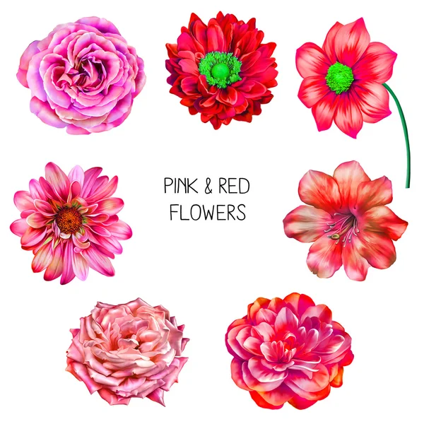Flores coloridas brilhantes — Fotografia de Stock