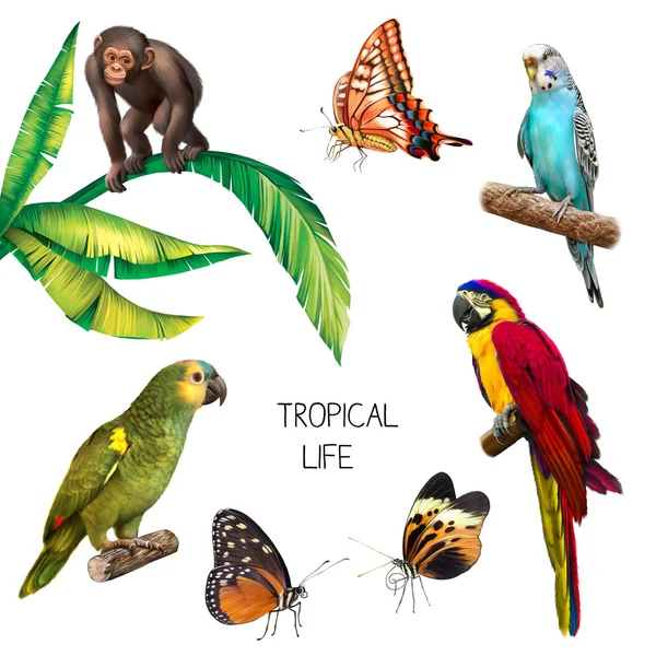 Apa, papegoja Ara, undulaten, fjäril, papegoja och fjäril — Stockfoto