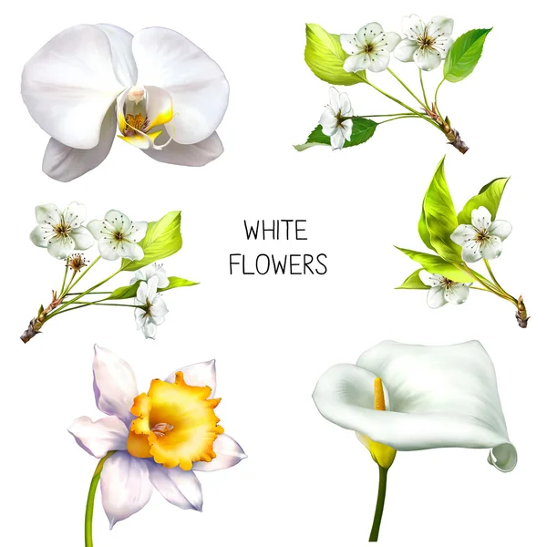 Ilustracja kwiaty białe — Zdjęcie stockowe
