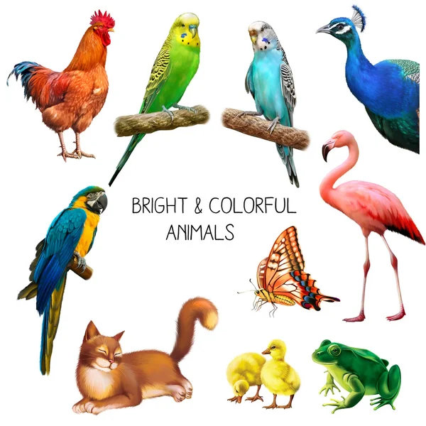Bright colorful animals Royalty Free Stock Photos