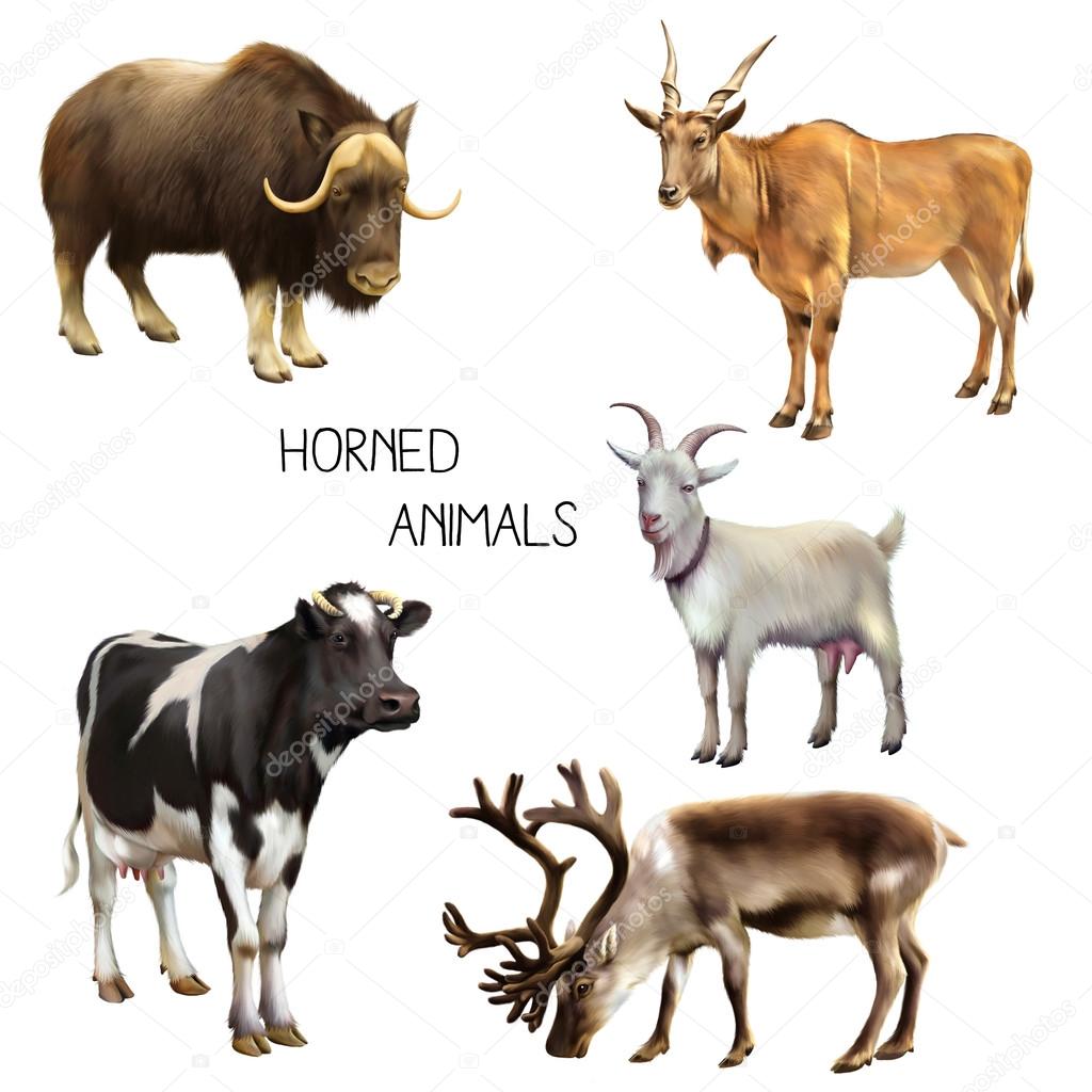 Set of animals with horns Stock Photo by ©artnature 91752000 Set of animals with horns Stock Photo by ©artnature 91752000