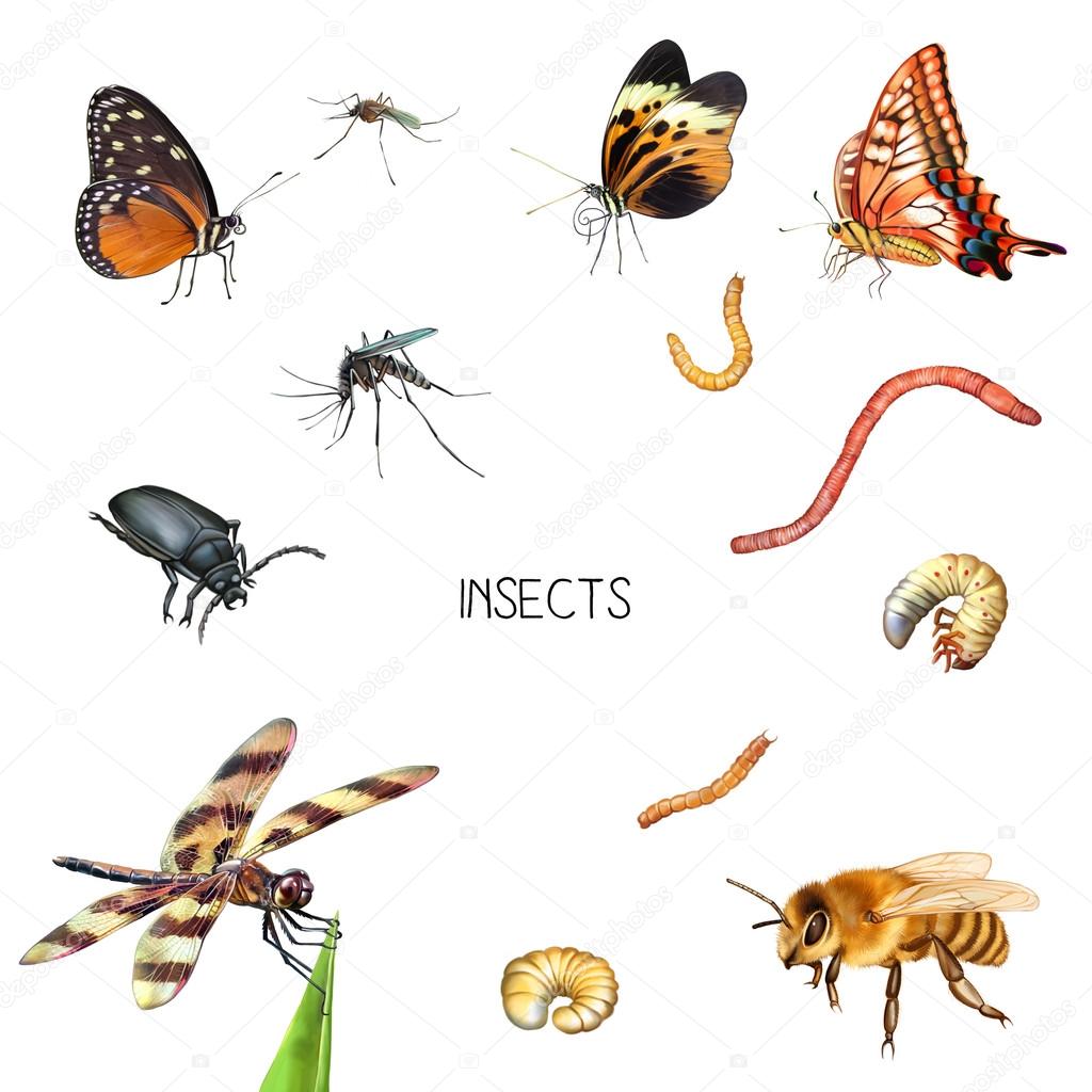 Illustration of insects isolated on white background