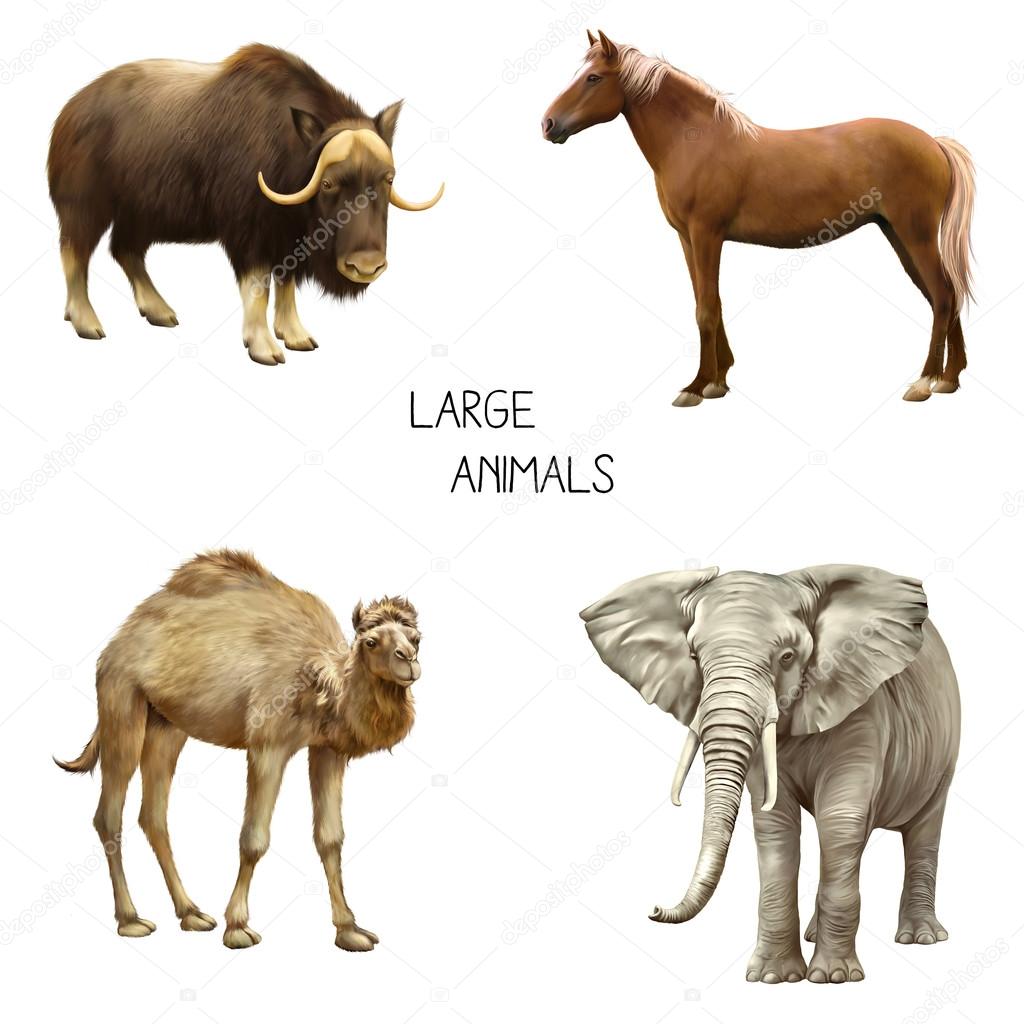 Illustration of yak, horse, elephant and camel