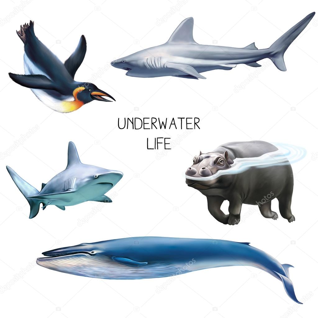 Illustration of marine animals