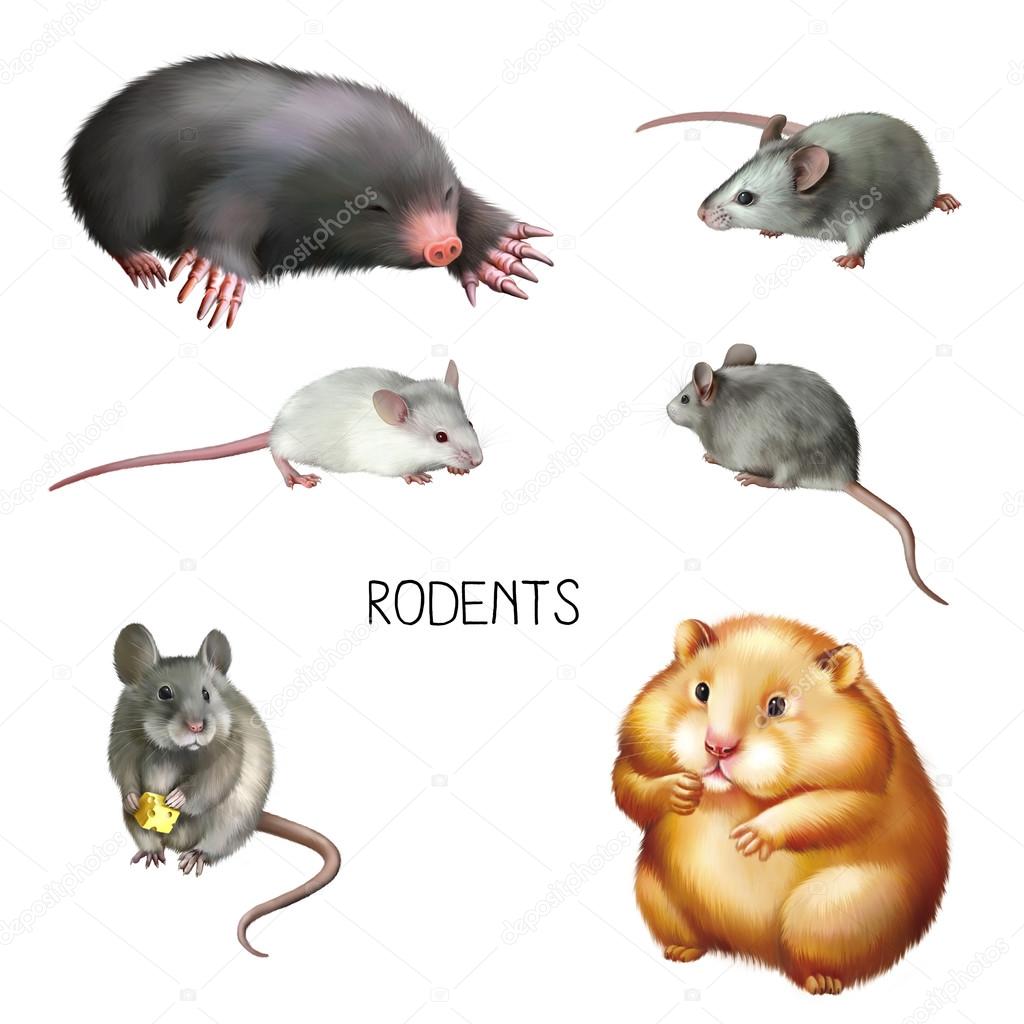 Rodents isolated on white background