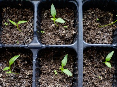 Parlak yeşil bir arka plan üzerinde bitkiler büyümek