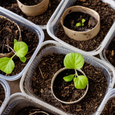 Parlak yeşil bir arka plan üzerinde bitkiler büyümek