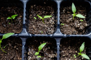 Parlak yeşil bir arka plan üzerinde bitkiler büyümek