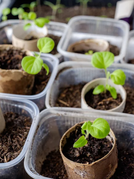 Las plantas crecen sobre un fondo verde claro Fotos De Stock Sin Royalties Gratis