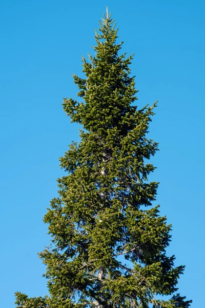 Árbol contra el cielo Fotos De Stock