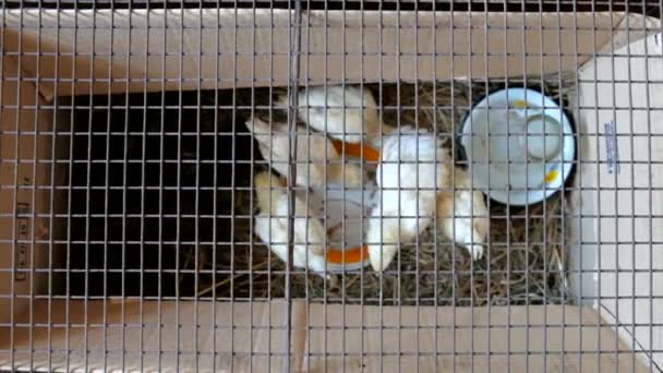 Маленькие птенцы в коробке — стоковое видео