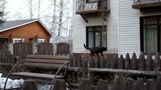 Gatto nero su una recinzione — Video Stock