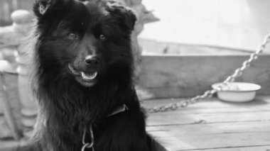 Bir zincir üzerinde siyah köpek