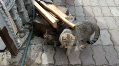 kedi sokakta yürüyor