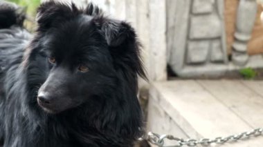 Bir zincir üzerinde siyah köpek