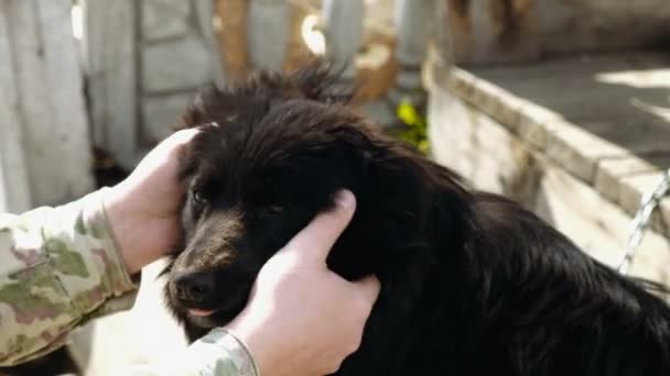 Svart hund på en kedja — Stockvideo