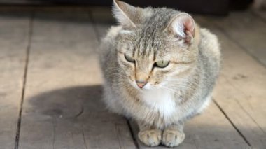 kedi sokakta yürüyor