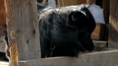 Bir zincir üzerinde siyah köpek