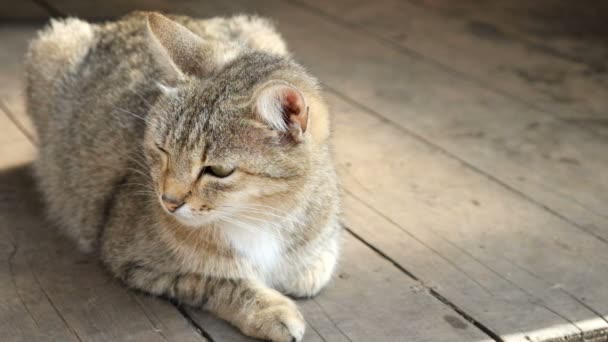 chat est marche dans la rue