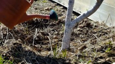 Bir adam bir ağaç sulama