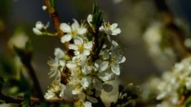 Arılar bir çiçekli ağaç üzerinde