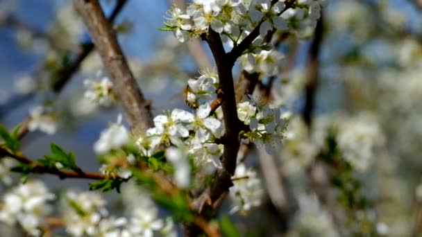 Abejas en un árbol de floración — Vídeos de Stock