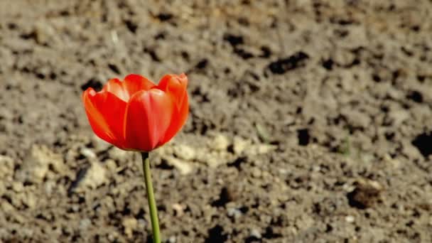 Eine rote Tulpe Natur — Stockvideo