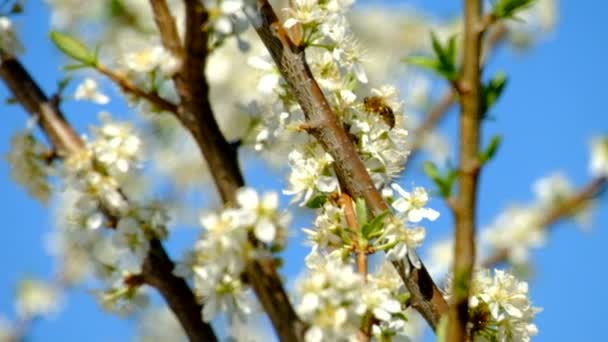 Bijen op een bloeiende boom — Stockvideo