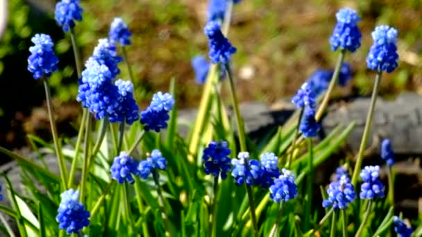 Modré květy v zahradě — Stock video