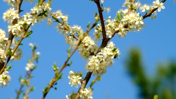 Arılar bir çiçekli ağaç üzerinde — Stok video