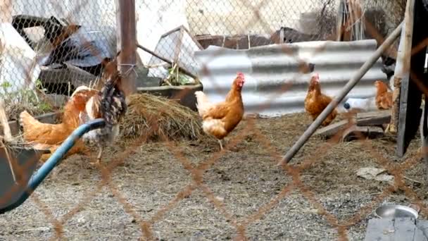 Celeiro de galo galinha — Vídeo de Stock