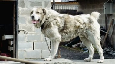 Büyük ve bazen kızgın köpek