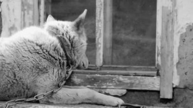 Büyük ve bazen kızgın köpek