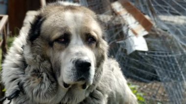 Büyük ve bazen kızgın köpek