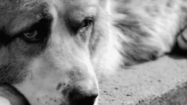 Büyük ve bazen kızgın köpek