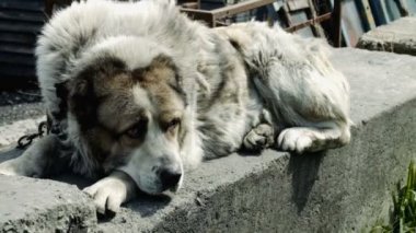 Büyük ve bazen kızgın köpek