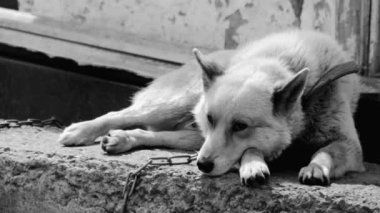 Büyük ve bazen kızgın köpek