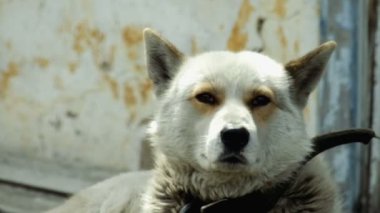Büyük ve bazen kızgın köpek