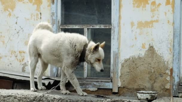 Große und manchmal böse Hund — Stockvideo