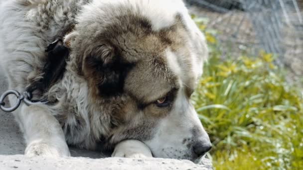 大和有时生气的狗 — 图库视频影像
