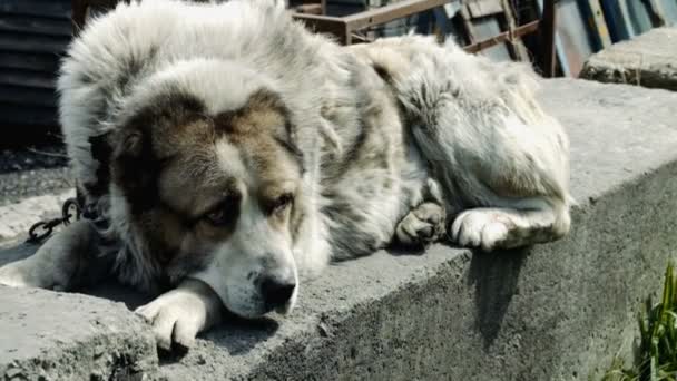 Perro grande y a veces enojado — Vídeos de Stock